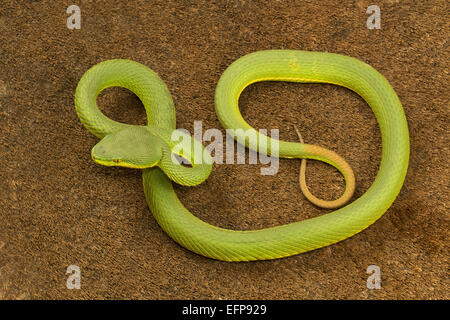 Viperidae, Red tailed Grubenotter, Trimeresurus Erythrurus, giftige ungewöhnlich Garjee, Tripura Stockfoto