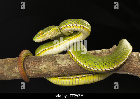 Viperidae, Red tailed Grubenotter, Trimeresurus Erythrurus, giftige ungewöhnlich Garjee, Tripura Stockfoto