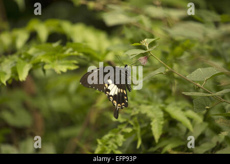 Vogelflügel, Troides helena, Papilionidae : Schwalbenschwänze, Manu, Tripura Stockfoto