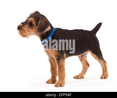 Lakeland Terrier/Fox Terrier Kreuz Welpen im Alter von 11 Wochen Stockfoto