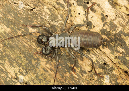 Peitsche, Rute Skorpion, Labochirus SP., Jampui Hills, Tripura Stockfoto