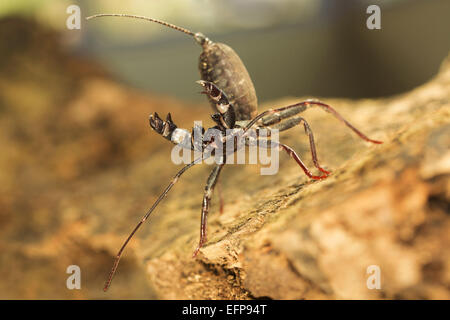 Peitsche, Rute Skorpion, Labochirus SP., Jampui Hills, Tripura Stockfoto