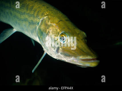 Hecht Esox Lucius, Esocidae, Europa Stockfoto