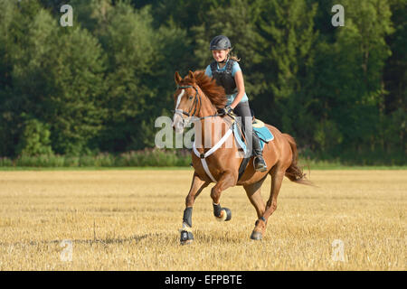 Dreizehn Jahre altes Mädchen tragen Helm Rückenprotektor Back Irish Sport Horse Pony im Galopp Stoppeln Außendienst Deutschland Stockfoto