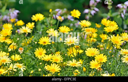 Goldene Marguerite, Anthemis Tinctoria auf Feld Stockfoto