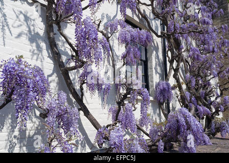 Weiße Tünche bemalte Ziegel Wisteria Cottage mit alten Reifen lila lila Glyzinien Strauch in voller Blüte, die Beschichtung der denkmalgeschützten Gebäudes II Stockfoto