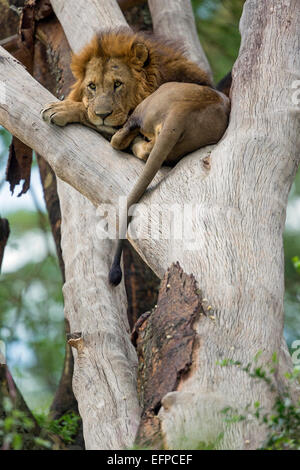 Afrikanische Löwe Panthera Leo männlichen liegender Baum Lake Nakuru Nationalpark Kenia Stockfoto