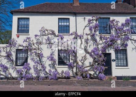 Weiße Tünche bemalte Ziegel Wisteria Cottage mit alten Reifen lila lila Glyzinien Strauch in voller Blüte, die Beschichtung der denkmalgeschützten Gebäudes II Stockfoto