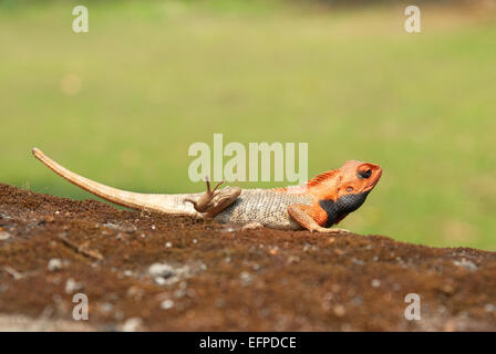 Unter der Leitung von Orange Agama auf weichen grünen Rasen Hintergrund. Stockfoto