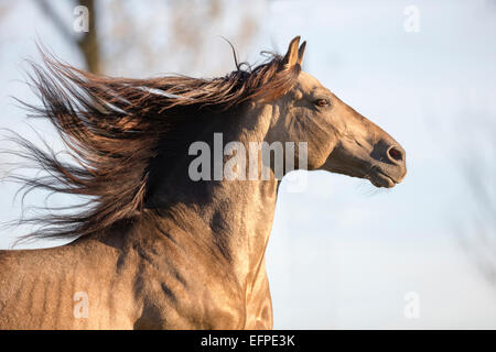 Rein spanische Pferd andalusischen Dun Hengst im Galopp Weide Porträt Deutschland Stockfoto