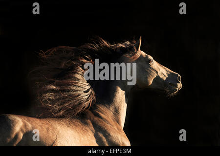 Rein spanische Pferd andalusischen Dun Hengst im Galopp Porträt Deutschland Stockfoto