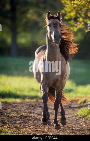 Rein spanische Pferd andalusischen Dun Hengst Traber Weide Deutschland Stockfoto