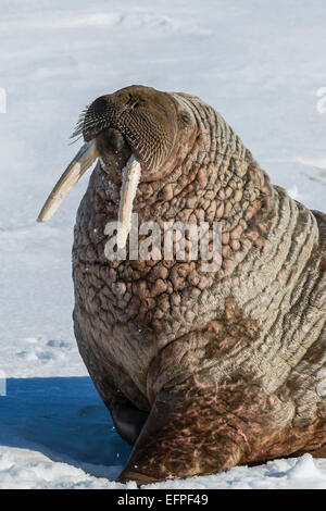 Erwachsenen Bull atlantische Walross (Odobenus Rosmarus Rosmarus) holte auf dem Eis in Storfjorden, Spitzbergen, Norwegen, Skandinavien, Europa Stockfoto