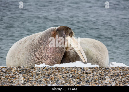 Erwachsenen Bull atlantische Walross (Odobenus Rosmarus Rosmarus) am Strand in Torellneset, Nordauslandet, Spitzbergen, Norwegen Stockfoto