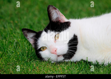 Hauskatze schwarz weißen Erwachsenen liegenden Rasen Deutschland Stockfoto