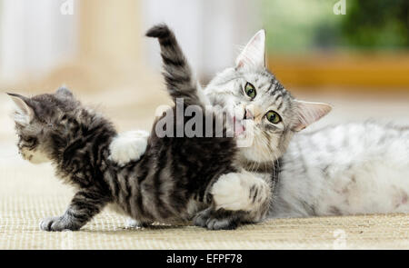 Norwegische Waldkatze. Mutter pflegen Kätzchen (7 Wochen alt) Deutschland Stockfoto