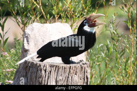 Weibliche Southeast Asian Blyth Hornbill oder Papua Hornbill (Rhyticeros Plicatus) schlucken eine kleine Frucht Stockfoto