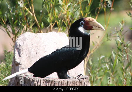 Weibliche Southeast Asian Blyth Hornbill oder Papua Hornbill (Rhyticeros Plicatus) Stockfoto