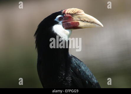 Weibliche Southeast Asian Blyth Hornbill oder Papua Hornbill (Rhyticeros Plicatus) Stockfoto