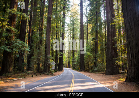 Straße führt durch die Avenue of Giants, riesigen Redwood-Bäume, Nord-Kalifornien, USA Stockfoto