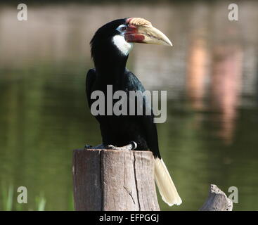 Weibliche Southeast Asian Blyth Hornbill oder Papua Hornbill (Rhyticeros Plicatus) Stockfoto