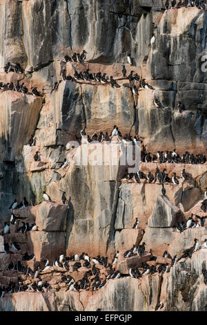 Schwarz-legged Dreizehenmöwen (Rissa Tridactyla) Kolonie auf den Klippen von Alkerfjellet, Spitzbergen, Arktis Stockfoto