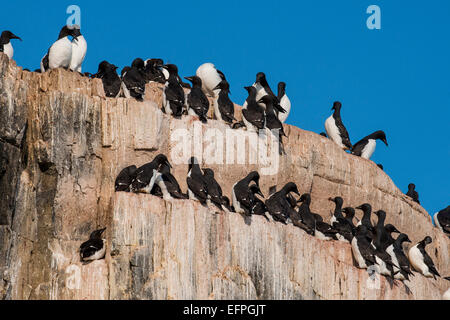 Schwarz-legged Dreizehenmöwen (Rissa Tridactyla) Kolonie auf den Klippen von Alkerfjellet, Spitzbergen, Arktis Stockfoto