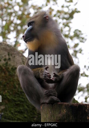 Unreife Mandrill-Affen (Mandrillus Sphinx) posiert auf einem Mast Stockfoto