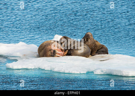 Drei Walross (Odobenus Rosmarus) auf ein Eisschelf arktischen Regal, Spitzbergen, Arktis Stockfoto