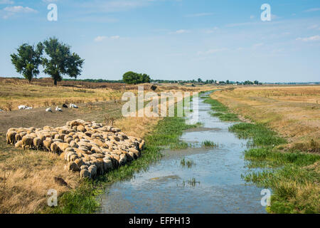 Herde von Schafen weiden auf einen kleinen Kanal, Besalma, Gagausien, Moldawien Stockfoto