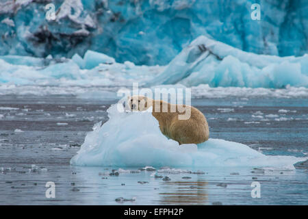 Eisbär (Ursus Maritimus) sitzt auf einem Blatt des Eises vor einem Gletscher, Hornsund, Spitzbergen, Arktis Stockfoto