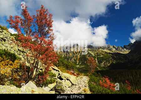 Fußweg in Strbske Pleso Bereich, hohe Tatra (Vysoke Tatry), Slowakei, Europa Stockfoto