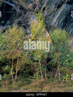 Herbstlaub auf Lärchen und Birken Jungbäume in Ballachulish Schiefer Steinbruch, Glencoe, Lochaber Stockfoto