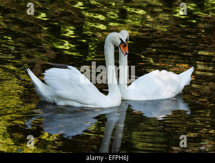 zwei weiße Schwäne auf einem Teich schwimmen Stockfoto