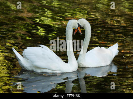 zwei weiße Schwäne auf einem Teich schwimmen Stockfoto