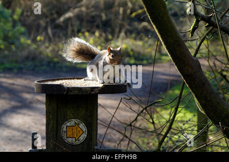 Graue Eichhörnchen, Glamorgan Kanal lokalen Naturschutzgebiet, Whitchurch, Cardiff, Wales, UK. Stockfoto