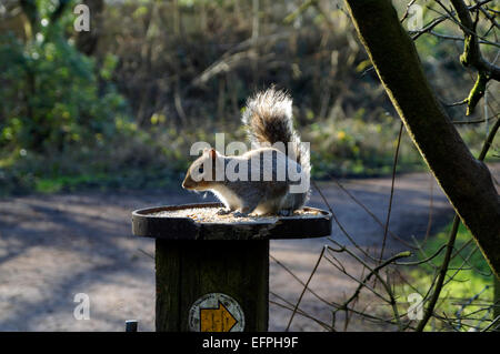 Graue Eichhörnchen, Glamorgan Kanal lokalen Naturschutzgebiet, Whitchurch, Cardiff, Wales, UK. Stockfoto