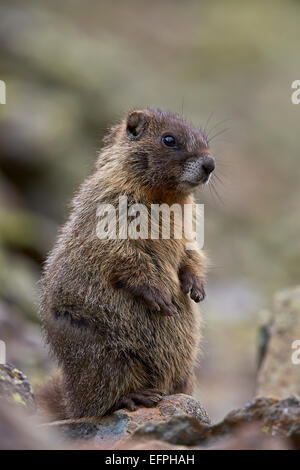 Junge Bauche Murmeltier (Angsthase Murmeltier) (Marmota Flaviventris) Prairie-Doggy Style, San Juan National Forest, Colorado, USA Stockfoto