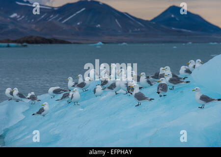 Dreizehenmöwen sitzen auf ein riesiges Stück Eis, Hornsund, Svalbard, Arktis, Norwegen, Skandinavien, Europa Stockfoto