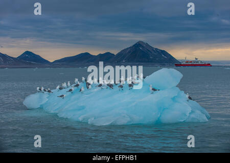 Dreizehenmöwen auf ein riesiges Stück Gletschereis sitzend mit einer Expedition Boot in den Hintergrund, Hornsund, Spitzbergen, Arktis, Norwegen Stockfoto