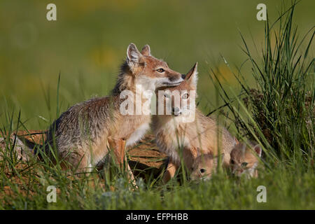 SWIFT-Fuchs (Vulpes Velox) Erwachsene und zwei Kits, Pawnee National Grassland, Colorado, Vereinigte Staaten von Amerika, Nordamerika Stockfoto