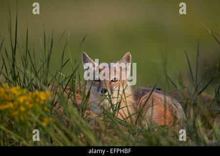 SWIFT-Fuchs (Vulpes Velox), Pawnee National Grassland, Colorado, Vereinigte Staaten von Amerika, Nordamerika Stockfoto