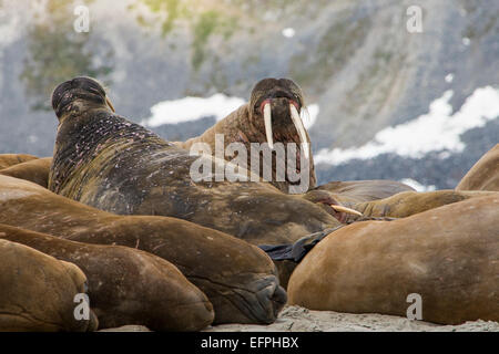 Walross (Odobenus Rosmarus) Kolonie, Magdalenen Fjord, Svalbard, Arktis, Norwegen, Skandinavien, Europa Stockfoto