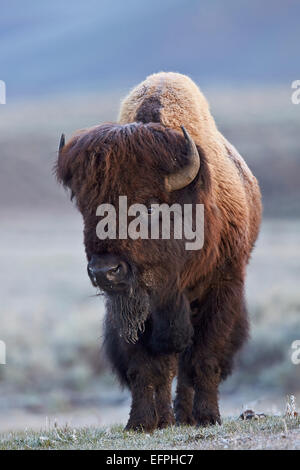 Bisons (Bison Bison) Stier im Frühjahr, Yellowstone National Park, UNESCO-Weltkulturerbe, Wyoming, Vereinigte Staaten von Amerika Stockfoto