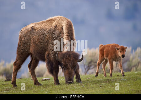 Bisons (Bison Bison) Kuh und Kalb im Frühjahr, UNESCO, Yellowstone-Nationalpark, Wyoming, Vereinigte Staaten von Amerika Stockfoto