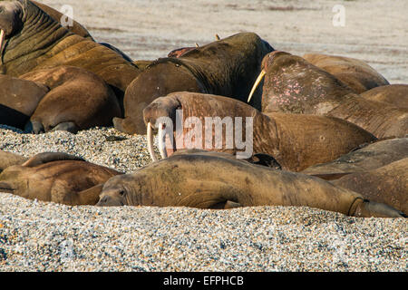 Walross (Odobenus Rosmarus) Kolonie, Torellneset, Svalbard, Arktis, Norwegen, Skandinavien, Europa Stockfoto