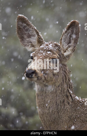 Junge Maultierhirsch (Odocoileus Hemionus) im Schneesturm im Frühling, Yellowstone-Nationalpark, Wyoming, Vereinigte Staaten von Amerika Stockfoto