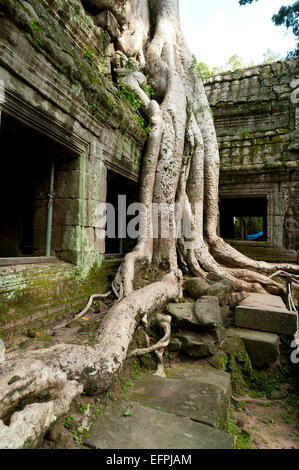 Kapok-Baum wächst in den Ruinen der Tempel Preah Khan, UNESCO, Angkor, Siem Reap, Kambodscha, Indochina, Südost-Asien Stockfoto