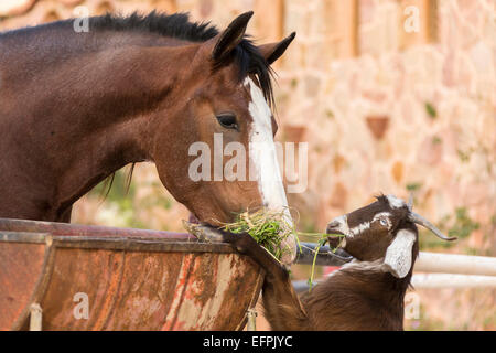 Inländische Pferd Ziege Haufen Grass Ägypten gemeinsam essen Stockfoto