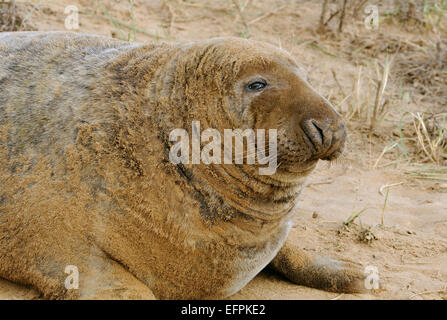 Atlantische Kegelrobben - Halichoerus Grypus Bull in Sanddünen Stockfoto